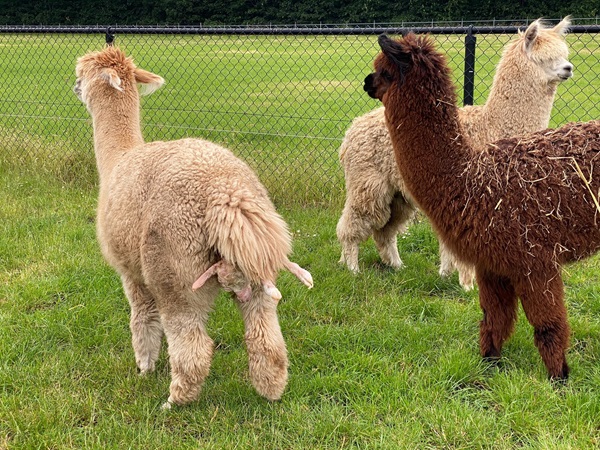 Alpaca geboren op Aagjeshoeve